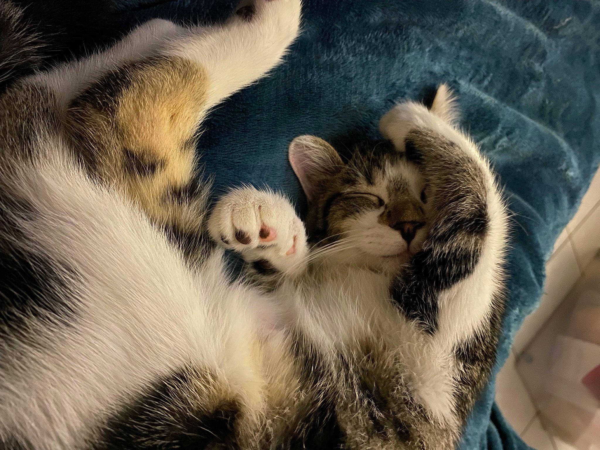 Effy a rejoint le concours — aidez-le/la à gagner de superbes lots ! carnivore, cat, cat_bed, claw, comfort, domestic_short_haired_cat, felidae, fur, grey, linens, nap, pattern, paw, sleep, small_to_medium_sized_cats, snout, tail, terrestrial_animal, whiskers, wildlife