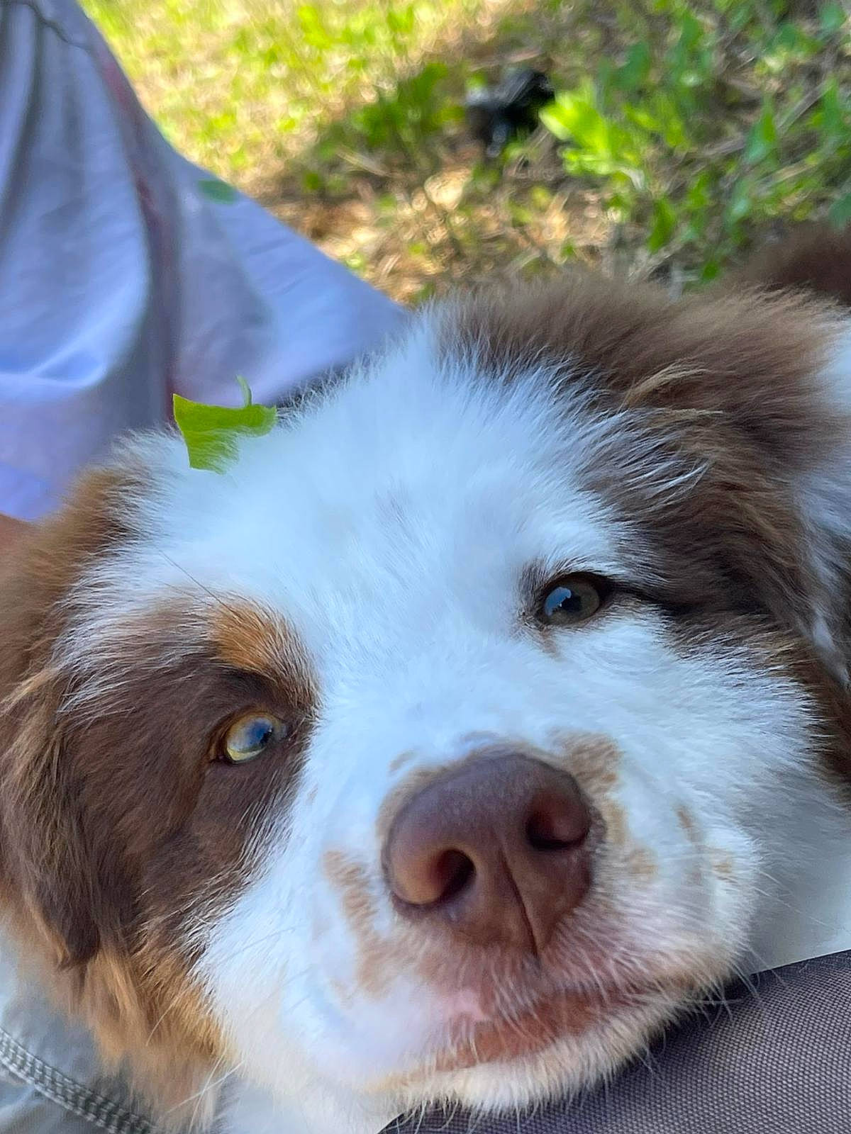 Otis a rejoint le concours — aidez-le/la à gagner de superbes lots ! australian_collie, border_collie, canidae, carnivore, companion_dog, dog, dog_breed, fur, grass, herding_dog, liver, miniature_australian_shepherd, puppy, snout, sporting_group, terrestrial_animal, whiskers, working_animal, working_dog