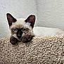 cat, siamese_cat, blue_eyes, carpet, perch, indoor, pet, fur, whiskers, ears, paws, relaxed, curious, animal, mammal, closeup, feline, resting, texture, beige
