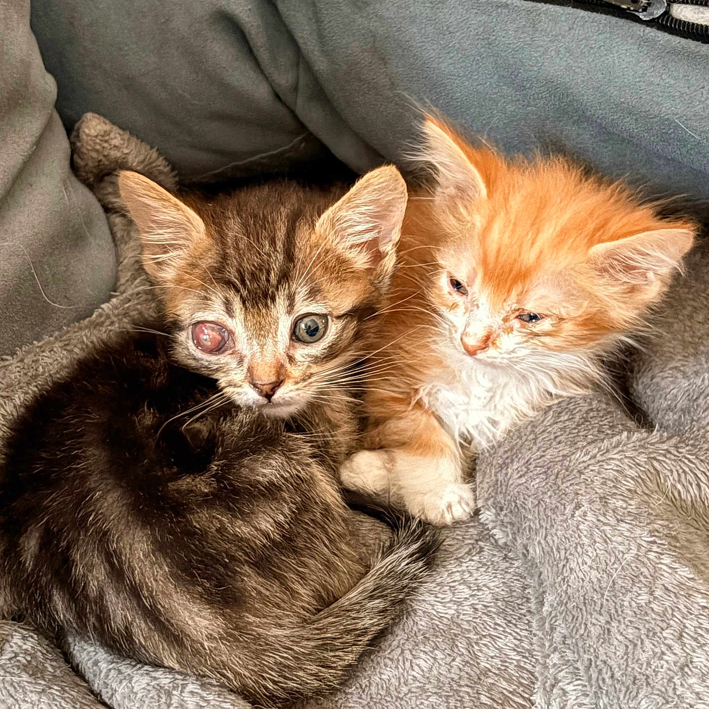 Adonis a rejoint le concours — aidez-le/la à gagner de superbes lots ! animal, blanket, cat, closeup, companion, cozy, cute, eyes, feline, fur, indoor, kitten, orange_cat, pet, resting, sleepy, snuggling, soft, tabby_cat, young