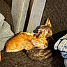 Adonis participe au concours pour gagner de l'argent avec cette photo : adorable, animal, cat, closeup, companion, cozy, cuddling, cute, feline, friendship, fur, indoor, kitten, orange_cat, pet, resting, sleeping, soft, sunlight, tabby_cat