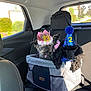 Sterling is registered to the contest to win money with this photo: accessory, animal, birthday, black_dog, car_interior, celebration, cute, dog, festive, gray_dog, leash, party_hat, pet, pets_in_car, seat, seating, sunlight, teddy_bear_carrier, travel, window