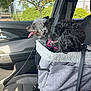 Sterling is registered to the contest to win money with this photo: animal, black_dog, car_interior, daytime, dog, furry, gray_dog, greenery, happy, leash, outdoor_view, pet_carrier, resting, seat, side_view, sunlight, tongue_out, travel, tree, window