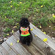 Sterling is registered to the contest to win money with this photo: animal, autumn, back_view, black_dog, cute, dog, fall, flip_flop, fluffy, foot, grass, leaves, nature, orange_sweater, outdoor, pet, sitting, sweater, wood, wooden_deck