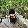 animal, autumn, back_view, black_dog, cute, dog, fall, flip_flop, fluffy, foot, grass, leaves, nature, orange_sweater, outdoor, pet, sitting, sweater, wood, wooden_deck