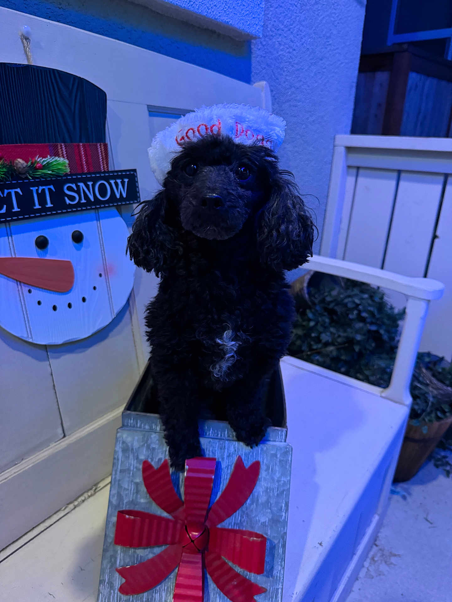 Sterling joined the competition — help win amazing prizes! animal, bench, black_dog, box, christmas, cute, decoration, dog, festive, fur, hat, holiday, indoors, lighting, pet, poodle, portrait, red_bow, snowman, winter