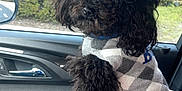 Sterling is registered to the contest to win money with this photo: animal, black_dog, car_interior, closeup, companion, cozy, curly_fur, cute, dog, dog_sweater, friendship, fur, greenery, pet, roadside, seat, transportation, travel, vehicle, window