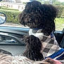 animal, black_dog, car_interior, closeup, companion, cozy, curly_fur, cute, dog, dog_sweater, friendship, fur, greenery, pet, roadside, seat, transportation, travel, vehicle, window