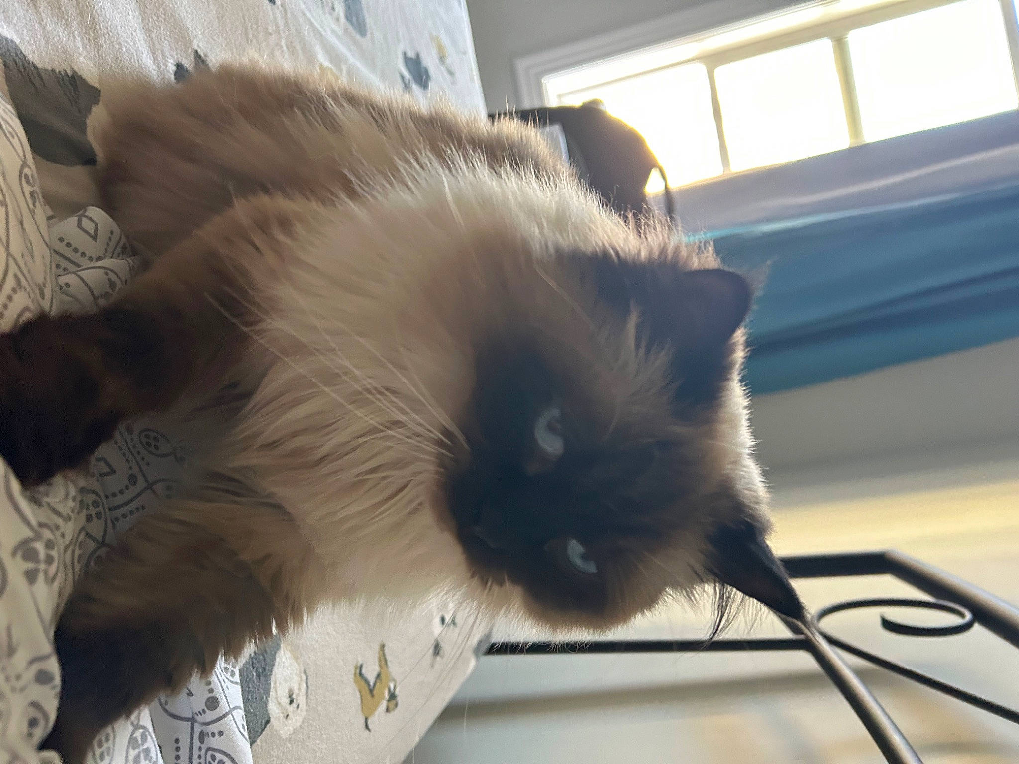 Marlee joined the competition — help win amazing prizes! balinese, birman, box, carnivore, cat, claw, fawn, felidae, fur, iris, paw, ragdoll, siamese, small_to_medium_sized_cats, snout, tail, thai, whiskers, window