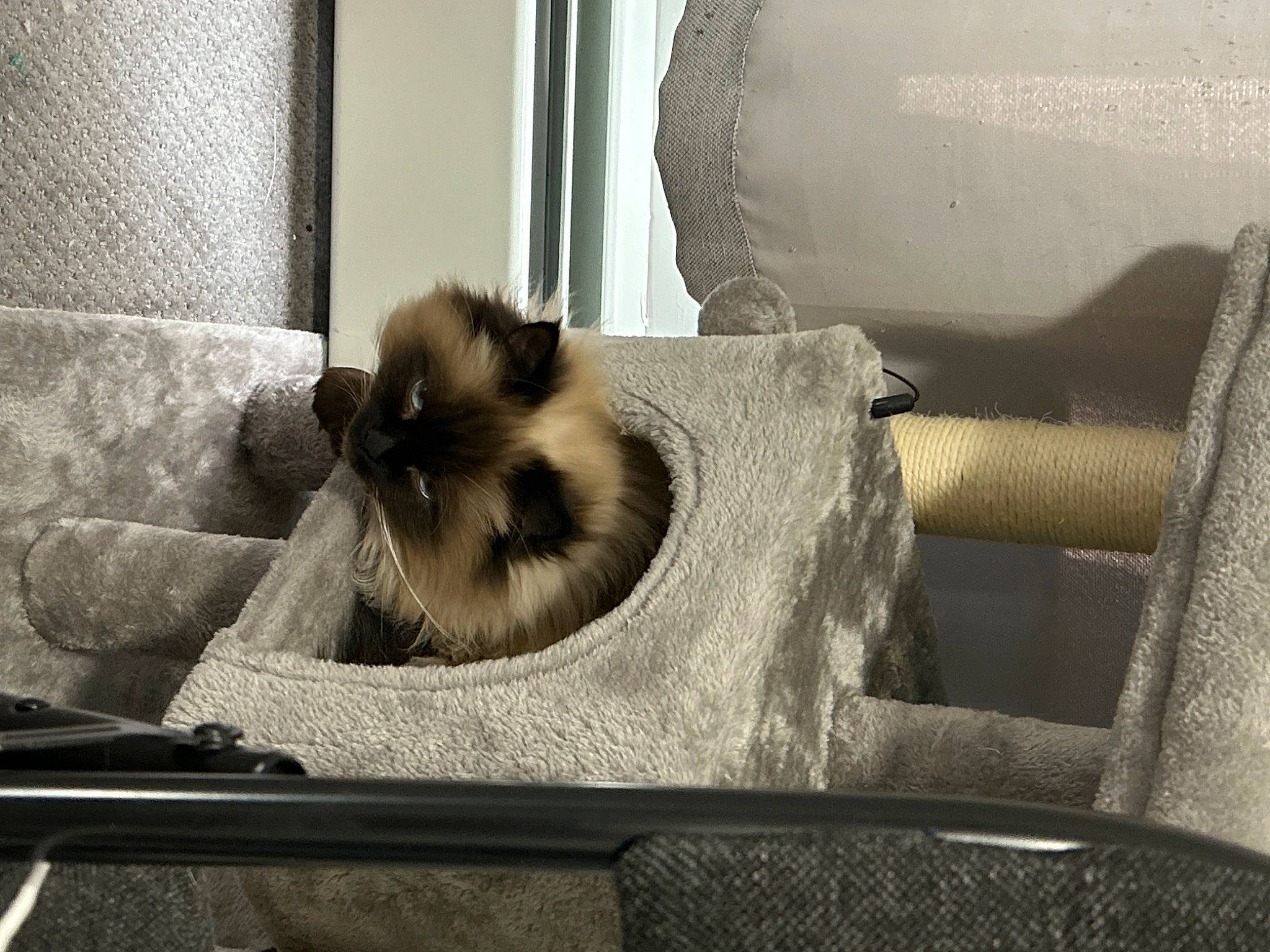 Marlee joined the competition — help win amazing prizes! birman, canidae, carnivore, cat, comfort, companion_dog, couch, dog_breed, fawn, felidae, fur, ragdoll, siamese, small_to_medium_sized_cats, snout, sporting_group, tail, tints_and_shades, whiskers, window