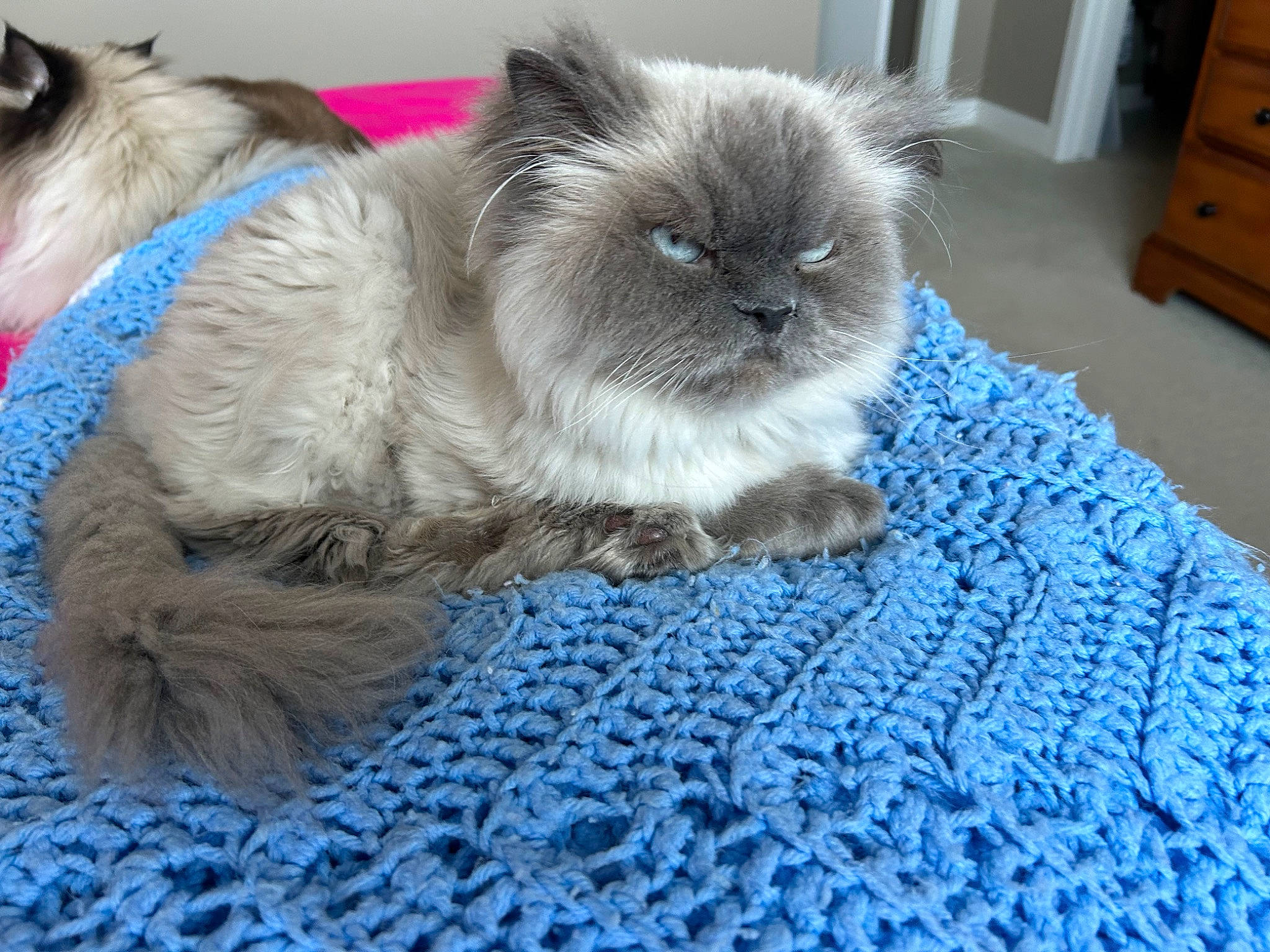 Blue joined the competition — help win amazing prizes! birman, blue, cabinetry, carnivore, cat, chest, chest_of_drawers, comfort, companion_dog, cupboard, drawer, dresser, electric_blue, fawn, felidae, fur, small_to_medium_sized_cats, snout, tail, whiskers