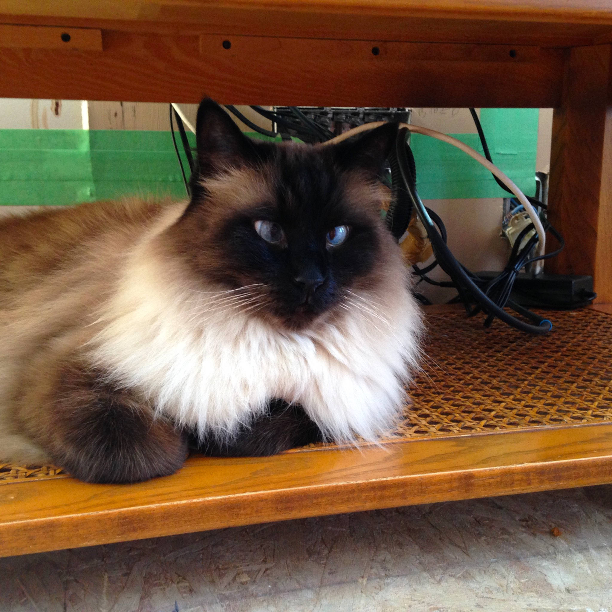 Biff is registered to the contest to win money with this photo: balinese, birman, carnivore, cat, fawn, felidae, flooring, fur, hardwood, iris, ragdoll, siamese, small_to_medium_sized_cats, snout, tail, whiskers, wood, wood_stain