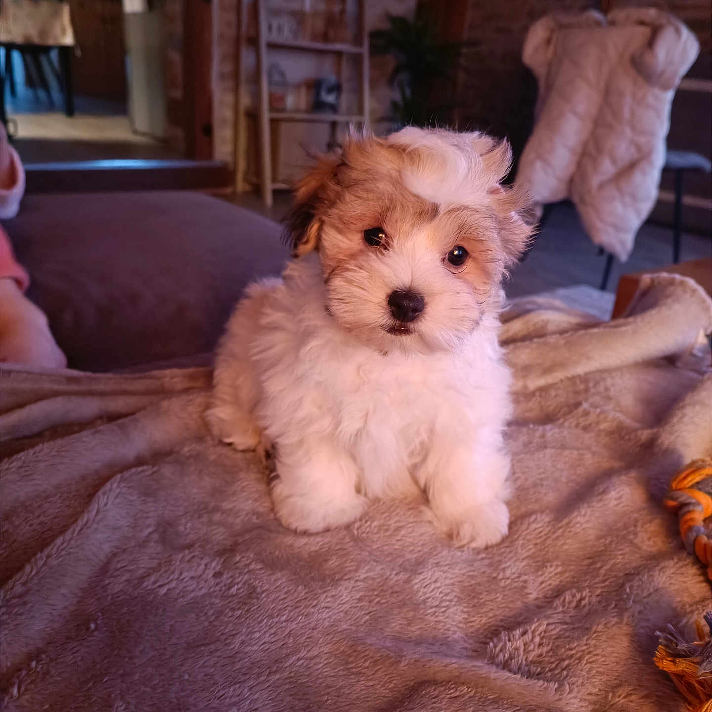 Aïko a rejoint le concours — aidez-le/la à gagner de superbes lots ! animal, blanket, brown, carpet, cozy, cute, dog, domestic, fluffy, fur, furniture, indoor, living_room, pet, portrait, puppy, small_dog, soft, toy, white