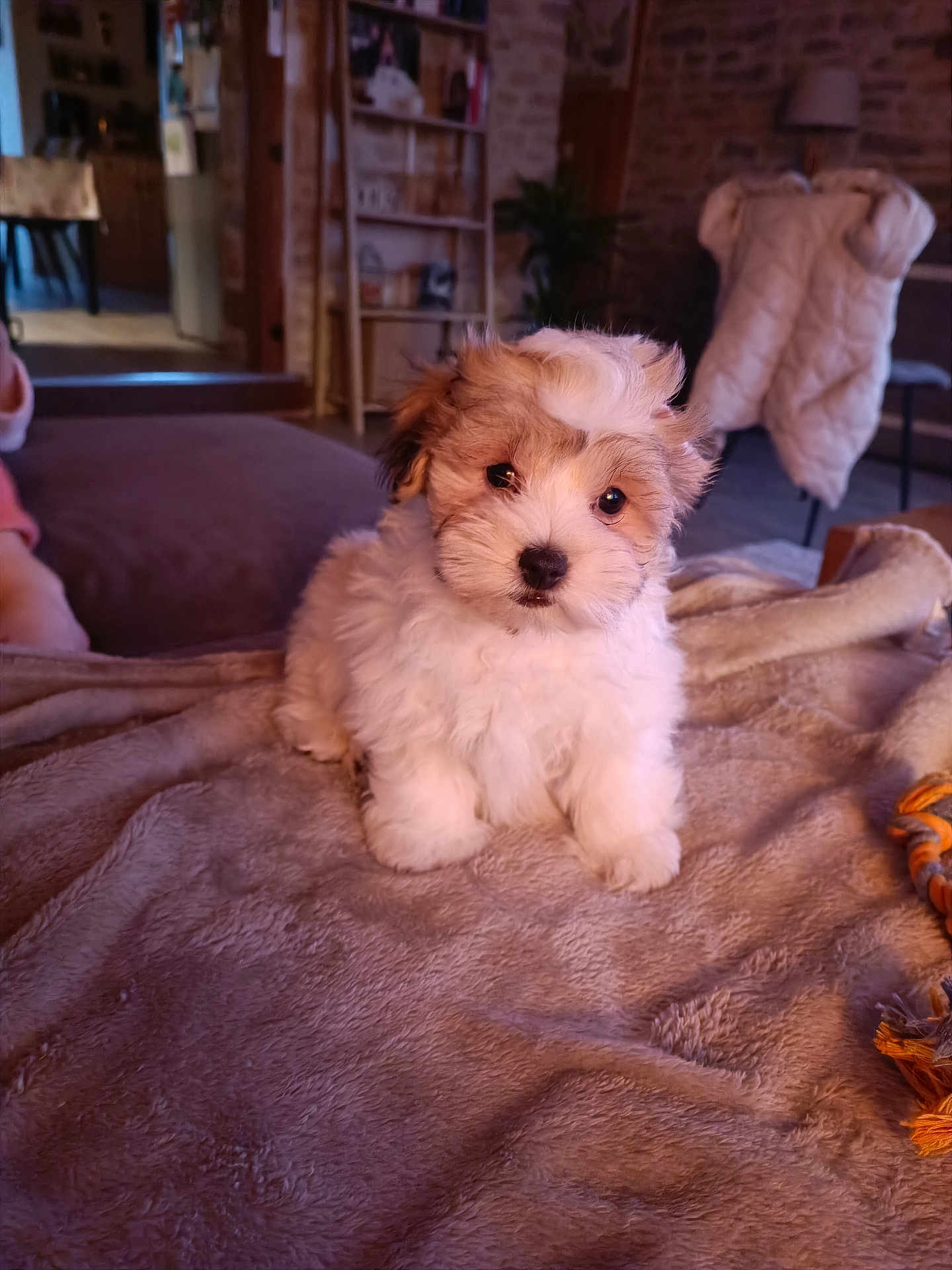 Aïko a rejoint le concours — aidez-le/la à gagner de superbes lots ! puppy, dog, fluffy, blanket, indoor, cozy, fur, pet, cute, animal, living_room, furniture, soft, brown, white, toy, carpet, portrait, small_dog, domestic