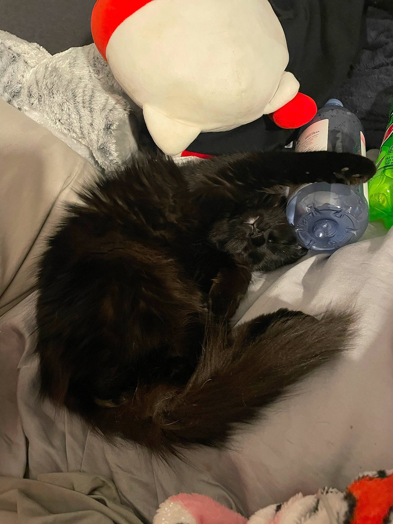 Esther is registered to the contest to win money with this photo: cap, carmine, carnivore, comfort, companion_dog, costume_hat, dog_breed, event, felidae, fur, glove, hat, mammal, personal_protective_equipment, plastic_bottle, stuffed_toy, tail, textile, toy, white