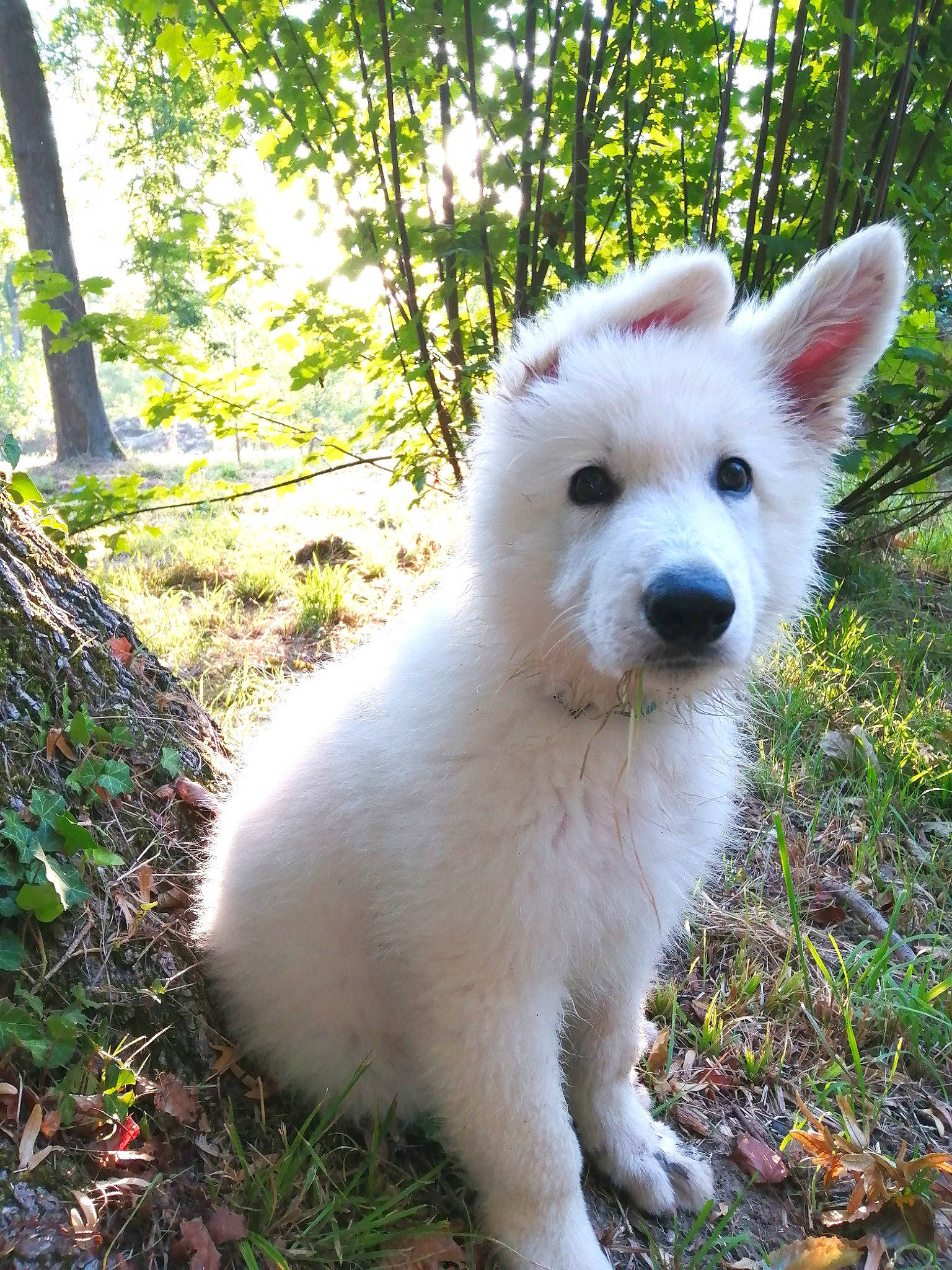 Ohlins participe au concours pour gagner de l'argent avec cette photo : american_eskimo_dog, ancient_dog_breeds, canis, carnivore, companion_dog, dog, dog_breed, fawn, fur, grass, indian_spitz, plant, samoyed, snout, spitz, tail, terrestrial_animal, tree, volpino_italiano, working_animal