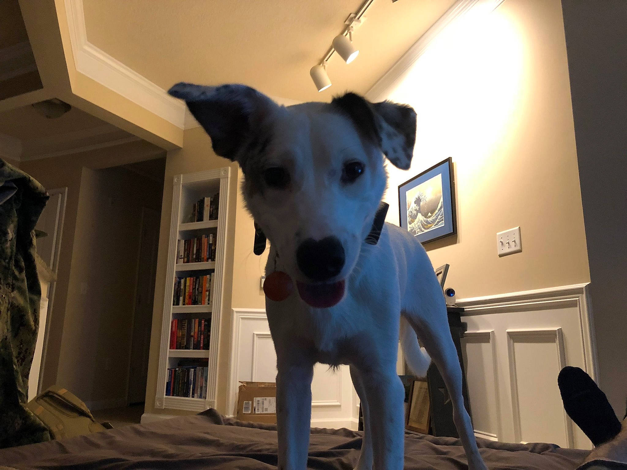 Minnie is registered to the contest to win money with this photo: canidae, carnivore, companion_dog, dog, dog_breed, fox_terrier, greyhound, mammal, rare_breed_dog, smooth_fox_terrier, snout, vertebrate