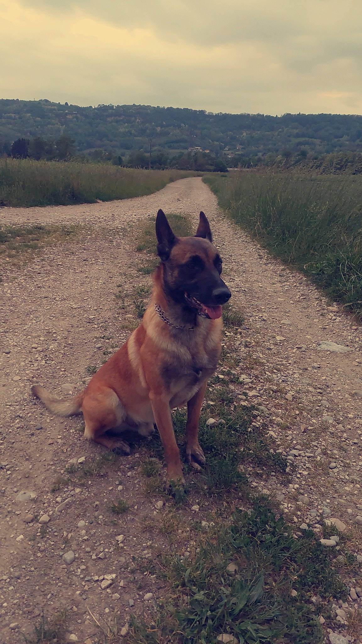 Osko a rejoint le concours — aidez-le/la à gagner de superbes lots ! australian_cattle_dog, canidae, carnivore, cloud, companion_dog, dog, dog_breed, east_european_shepherd, fawn, german_shepherd_dog, grass, herding_dog, landscape, plant, sky, snout, sporting_group, tail, tree, working_animal