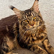Luigi joined the competition — help win amazing prizes! cat, maine_coon, feline, pet, fur, whiskers, ears, eyes, golden_eyes, carpet, indoor, animal, cute, fluffy, tabby, mammal, resting, close_up, portrait, laying