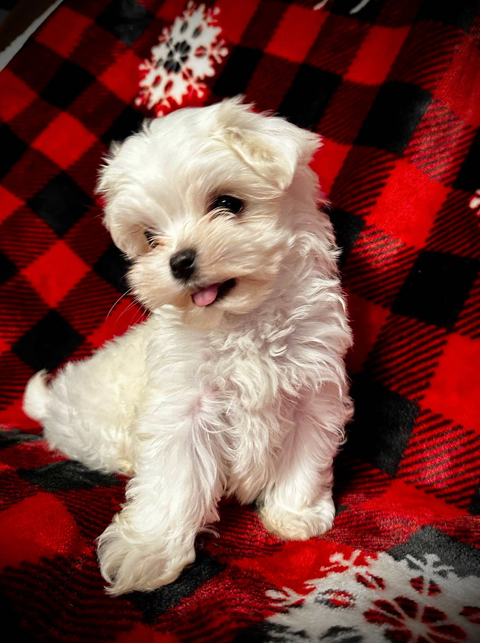 Kami is registered to the contest to win money with this photo: canidae, carnivore, companion_dog, dog, dog_breed, dog_supply, fur, maltepoo, pattern, plaid, rectangle, small_terrier, snout, sporting_group, tartan, terrier, toy_dog, water_dog, working_animal, yorkipoo
