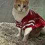 animal, cat, close_up, cozy, cute, domestic, feline, focused, fur, indoor, jersey, pet, portrait, red_clothing, rug, sitting, soft_texture, sportswear, team_spirit, white_and_orange