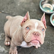 Kekos is registered to the contest to win money with this photo: puppy, dog, blue_eyes, ears, nose, concrete, metal_bowl, pet, animal, outdoor, cute, fur, whiskers, young_dog, looking_up, pink_nose, close_up, domestic_animal, canine, adorable