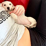 Lucy joined the competition — help win amazing prizes! puppy, dog, pet, white_dog, couch, red_couch, person, hand, gray_shirt, black_pants, relaxing, indoor, closeup, cute, small_dog, lying_down, cozy, comfort, paw, animal