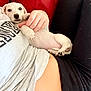 puppy, dog, pet, white_dog, couch, red_couch, person, hand, gray_shirt, black_pants, relaxing, indoor, closeup, cute, small_dog, lying_down, cozy, comfort, paw, animal