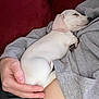 Lucy is registered to the contest to win money with this photo: puppy, dog, sleeping, white, small_dog, hand, human, clothing, gray_sweatshirt, red_background, cozy, indoor, nap, pet, cute, fur, resting, comfort, relax, animal