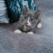 Luna is registered to the contest to win money with this photo: kitten, cat, gray_fur, white_paws, blue_eyes, collar, bell, blanket, couch, pillow, decorative_pillow, animal_print, indoor, pet, cute, playful, young, feline, soft_texture, curious