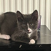 Luna is registered to the contest to win money with this photo: animal, cat, closeup, curious, cute, domestic_cat, feline, glass, gray_cat, household, indoor, kitten, marble_table, pet, purple_drink, resting, tabletop, whiskers, white_paws, young_cat