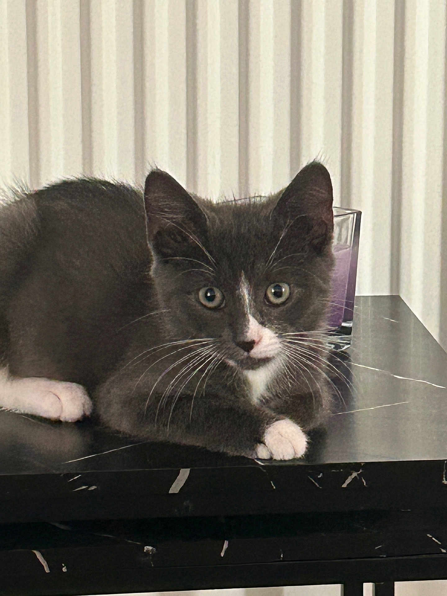 Luna is registered to the contest to win money with this photo: animal, cat, closeup, curious, cute, domestic_cat, feline, glass, gray_cat, household, indoor, kitten, marble_table, pet, purple_drink, resting, tabletop, whiskers, white_paws, young_cat