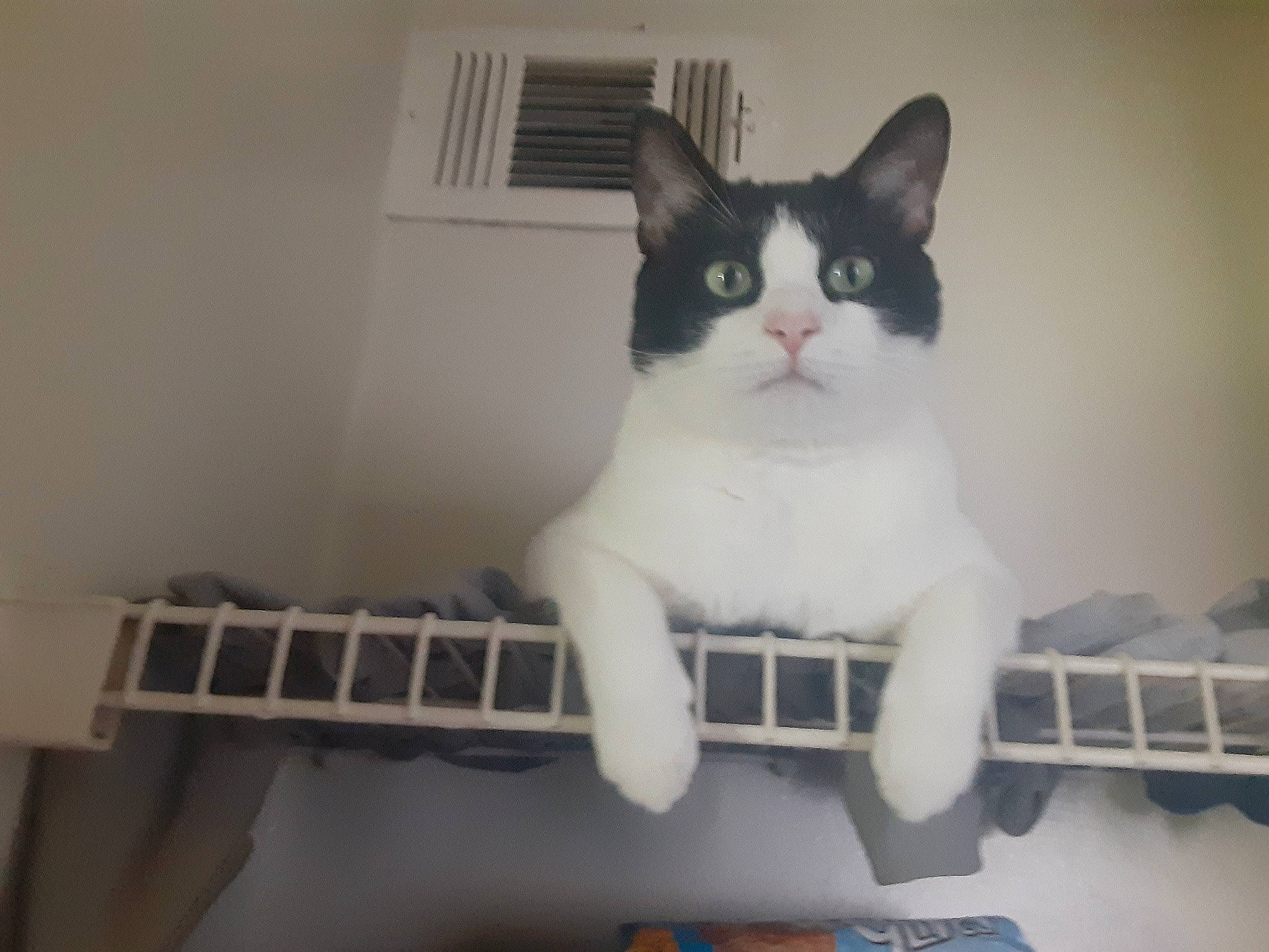 Oreo