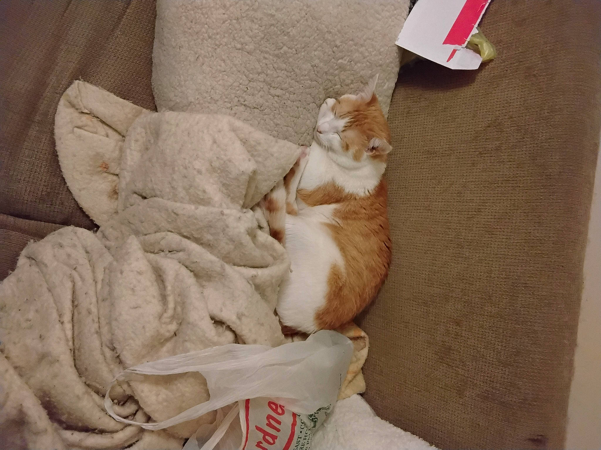 Marmalade