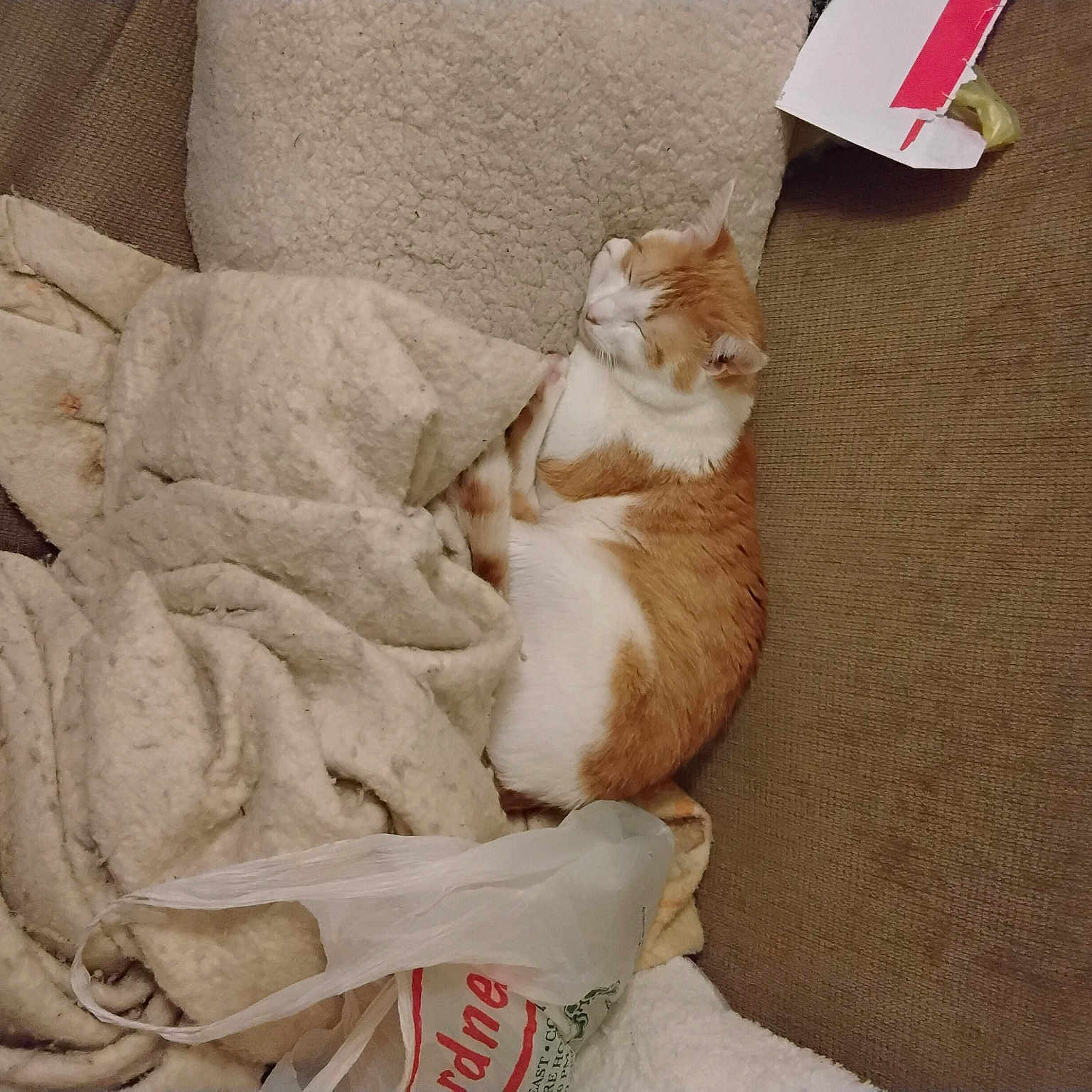 Marmalade