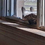 Mayhem joined the competition — help win amazing prizes! animal, architecture, brown, cat, curious, ears, face, feline, funny, fur, glass, indoors, paws, peeking, pet, portrait, white, wide_eyed, window, windowsill