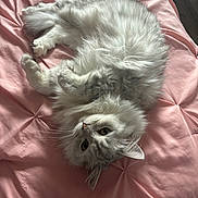 Carmella joined the competition — help win amazing prizes! cat, fluffy, gray, white, pet, animal, fur, whiskers, bed, blanket, pink, quilted, relaxed, cute, indoor, cozy, resting, looking_up, soft, domestic