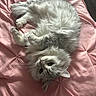 cat, fluffy, gray, white, pet, animal, fur, whiskers, bed, blanket, pink, quilted, relaxed, cute, indoor, cozy, resting, looking_up, soft, domestic