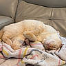 Leo joined the competition — help win amazing prizes! animal, blanket, cat, comfort, couch, cozy, cream_color, cute, feline, fur, home, indoor, leather, nap, pet, relaxed, resting, sleeping, soft, warm