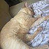 Leo joined the competition — help win amazing prizes! cat, sleeping, fluffy, cream_colored, blanket, couch, indoor, pet, relaxed, cozy, paw, feline, resting, soft_texture, animal, cute, content, fur, whiskers, comfort
