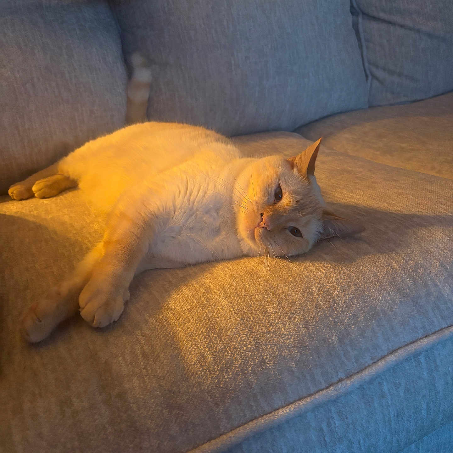 Leo