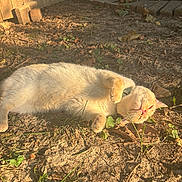 Leo is registered to the contest to win money with this photo: animal, bricks, cat, collar, cute, daylight, earth, feline, grass, ground, leaves, mammal, nature, outdoor, pet, relaxed, resting, sunlight, sunshine, wooden_fence