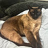 Simon joined the competition — help win amazing prizes! cat, siamese_cat, pet, feline, animal, indoor, couch, blanket, pillow, relaxed, fur, brown, black, eyes, whiskers, sitting, cozy, household, can, soft