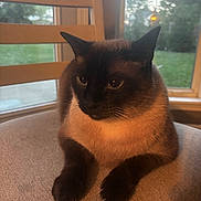 Simon joined the competition — help win amazing prizes! cat, siamese_cat, indoor, chair, cushion, window, sunset_light, pet, animal, feline, resting, cozy, fur, whiskers, ears, face, paws, home, quiet, relaxed