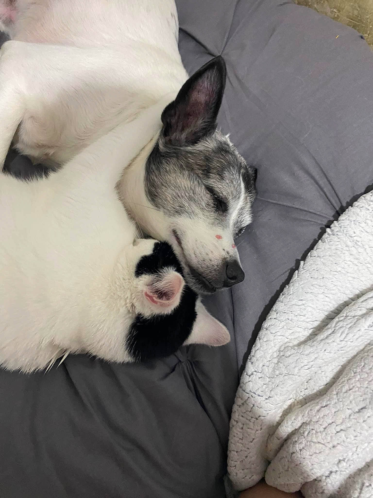 Betty is registered to the contest to win money with this photo: beard, canidae, carnivore, cat, comfort, companion_dog, dog, dog_breed, ear, fawn, felidae, fur, grey, jaw, paw, small_to_medium_sized_cats, snout, t_shirt, tail, whiskers