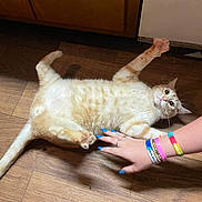 Cheddar joined the competition — help win amazing prizes! cat, orange_tabby, floor, wooden_floor, paw, hand, nails, wristbands, relaxation, pet, animal, indoor, candid, playful, feline, sprawled, touch, interaction, domestic, cozy