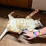 cat, orange_tabby, floor, wooden_floor, paw, hand, nails, wristbands, relaxation, pet, animal, indoor, candid, playful, feline, sprawled, touch, interaction, domestic, cozy