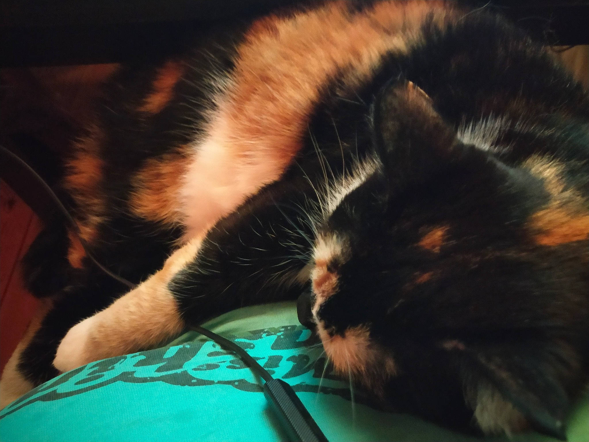 Perle a rejoint le concours — aidez-le/la à gagner de superbes lots ! carnivore, cat, claw, close_up, comfort, domestic_short_haired_cat, ear, electric_blue, eye, felidae, foot, fur, human_leg, nap, paw, sleep, small_to_medium_sized_cats, snout, tail, whiskers