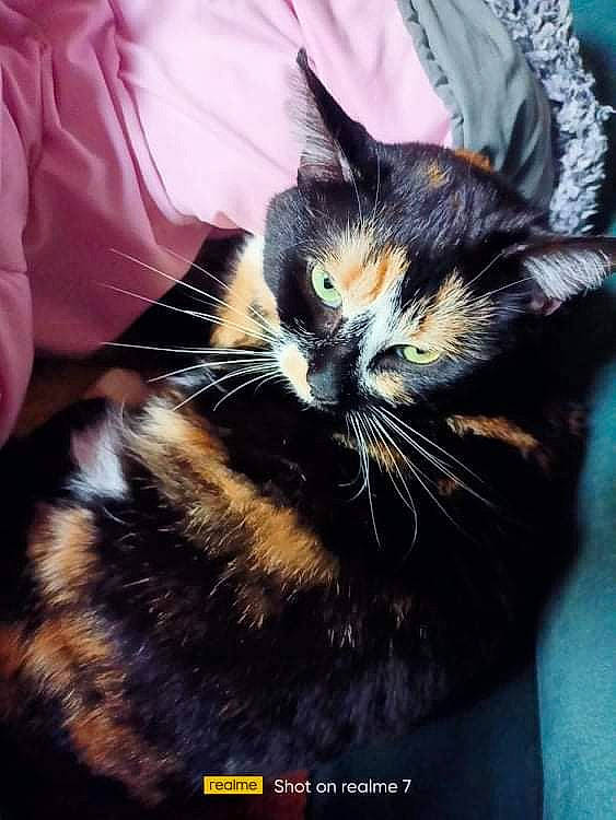 Perle participe au concours pour gagner de l'argent avec cette photo : black_cat, carnivore, cat, claw, comfort, domestic_short_haired_cat, ear, felidae, foot, fur, human_leg, lap, nap, paw, sitting, small_to_medium_sized_cats, snout, tail, whiskers