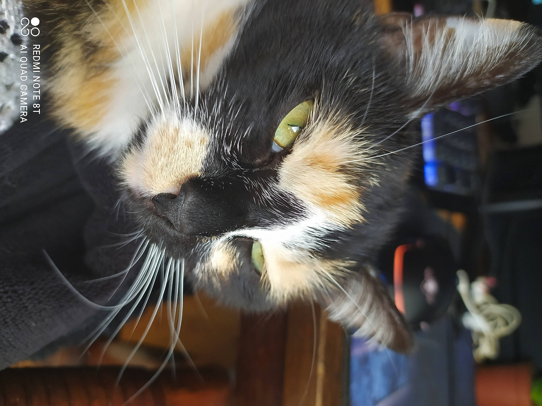 Perle participe au concours pour gagner de l'argent avec cette photo : carnivore, cat, claw, comfort, domestic_short_haired_cat, ear, felidae, fur, paw, small_to_medium_sized_cats, snout, tail, terrestrial_animal, whiskers